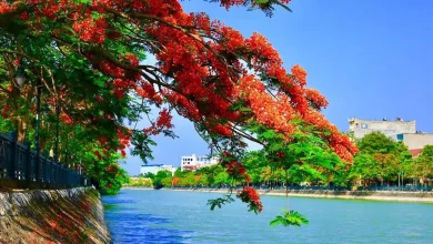 Đi dạo tại hồ Tam Bạc và thưởng thức một Hải Phòng rất nên thơ