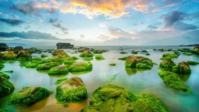 Bãi biển Nam Ô (nguồn: laodongdongnai.vn)