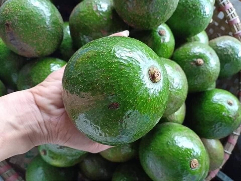 Hình ảnh bơ Tây Nguyên