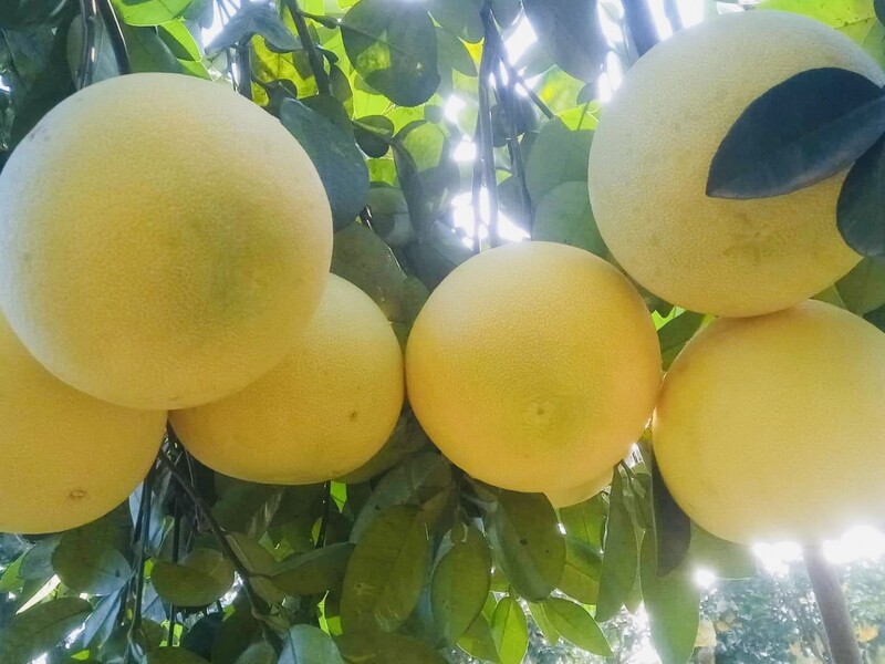 Hình ảnh bưởi Phúc Trạch