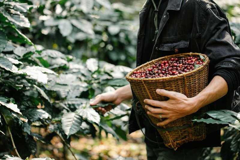Hình ảnh cà phê Tây Nguyên