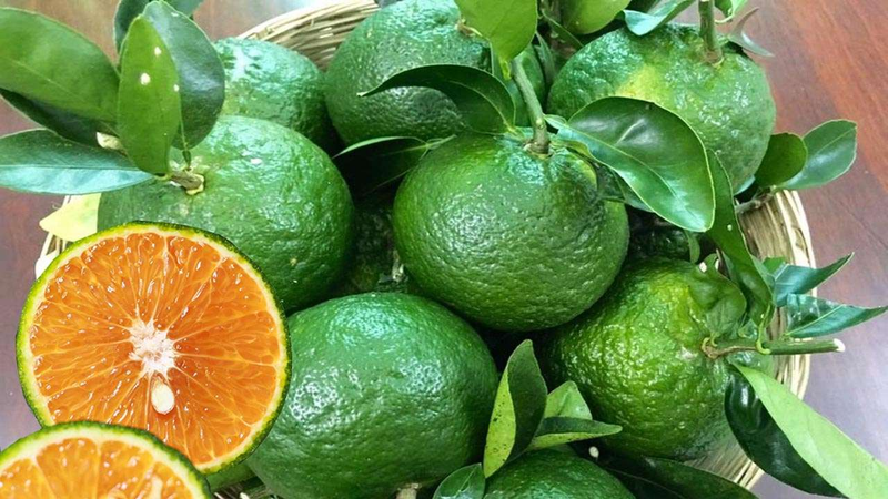 Hình ảnh cam sành Ngã Bảy