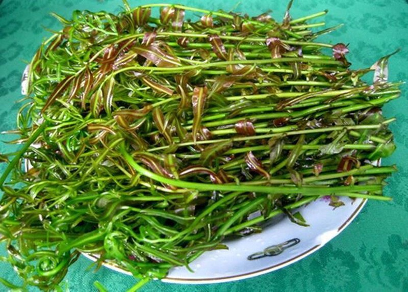 Hình ảnh đọt choại
