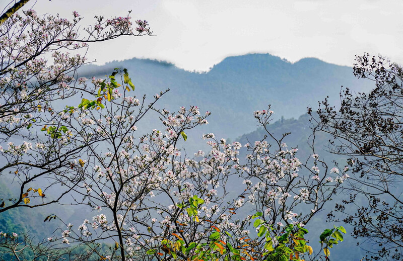 Hình ảnh hoa ban