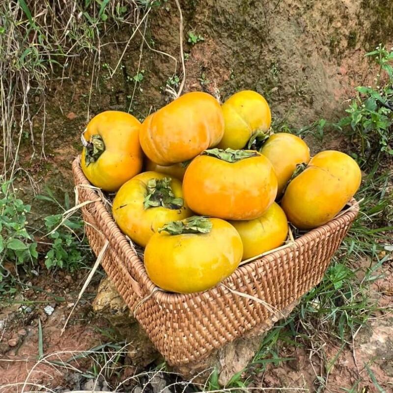 Hình ảnh hồng giòn Mộc Châu
