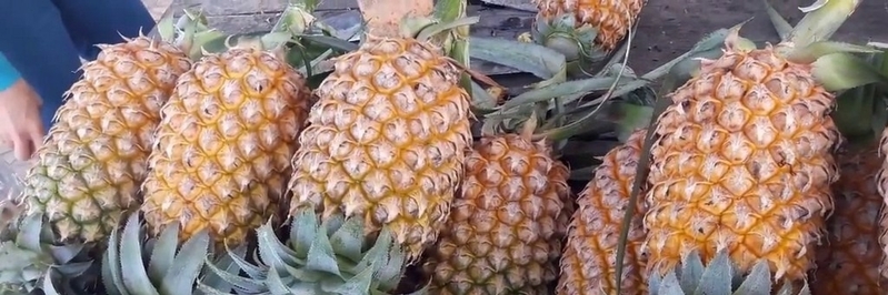 Hình ảnh khóm Cầu Đúc Hậu Giang