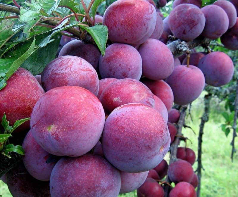 Hình ảnh mận hậu Phiêng Khoài, Sơn La