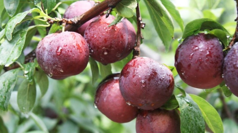 Hình ảnh mận hậu Phiêng Khoài, Sơn La