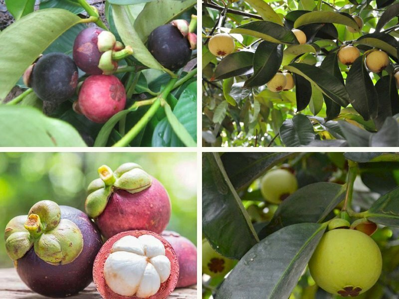 Hình ảnh măng cụt Tây Nguyên