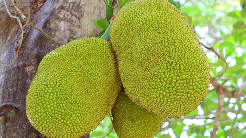 Hình ảnh mít Tây Nguyên