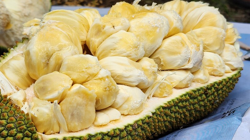 Hình ảnh mít Tây Nguyên