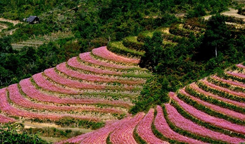 Hình ảnh mùa thu Tây Bắc