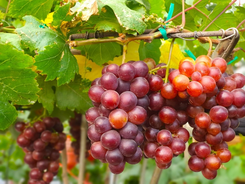 Hình ảnh nho Ninh Thuận