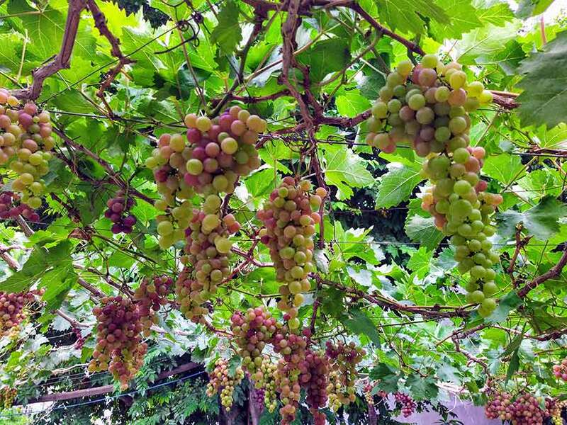Hình ảnh nho Ninh Thuận