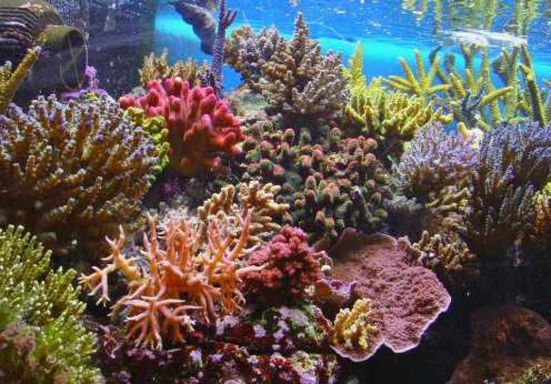 Hình ảnh rạn san hô Great Barrier Reef