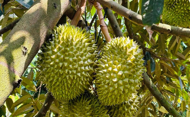 Hình ảnh sầu riêng Tây Nguyên