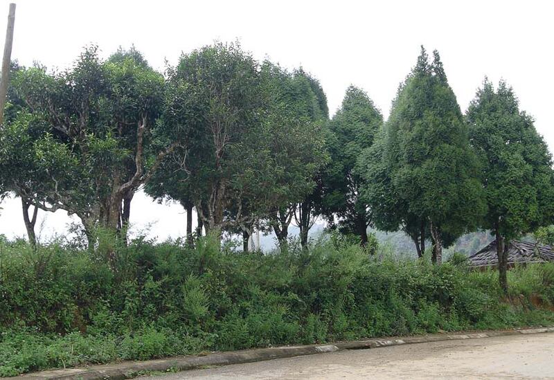 Hình ảnh thực vật Tây Bắc