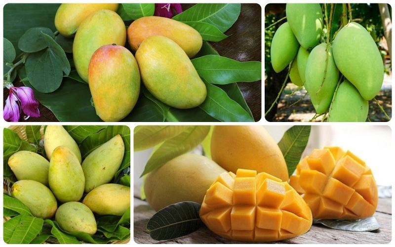 Hình ảnh trái xoài tượng Bình Định