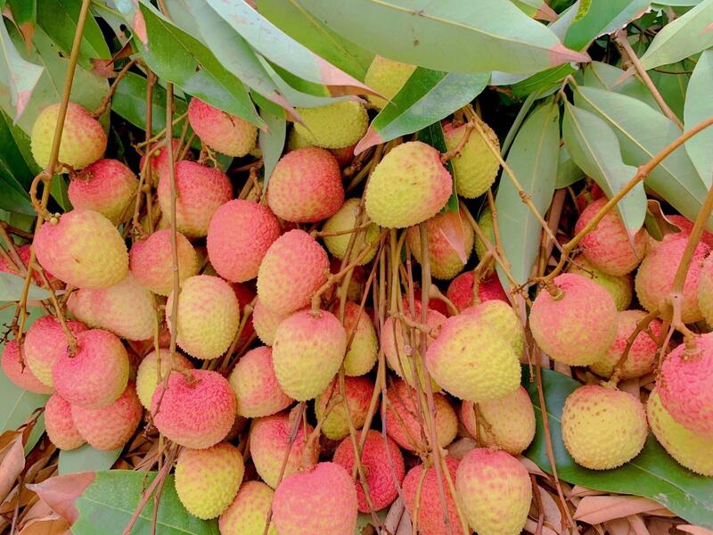 Hình ảnh vải U Hồng Thanh Hà