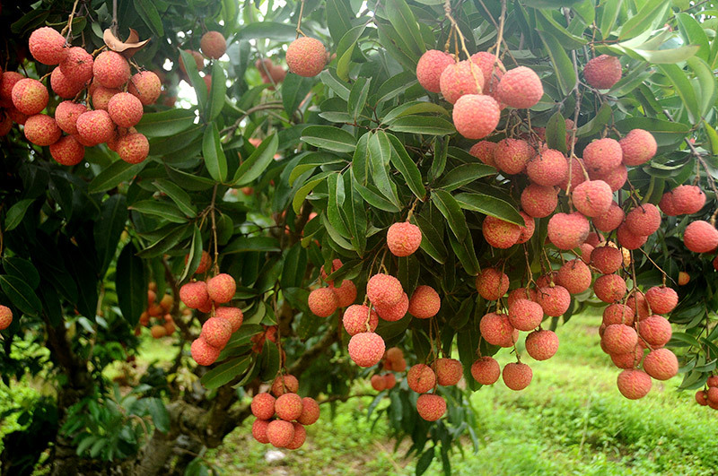 Hình ảnh vải thiều Lục Ngạn