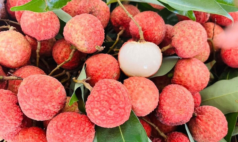 Hình ảnh vải thiều Lục Ngạn