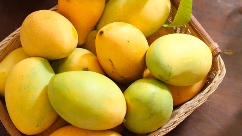 Hình ảnh xoài cát Hòa Lộc