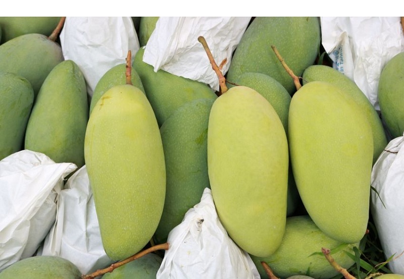 Hình ảnh trái xoài tượng Bình Định