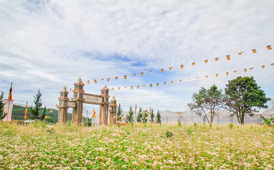 Hình ảnh vườn hoa Vũng Tàu