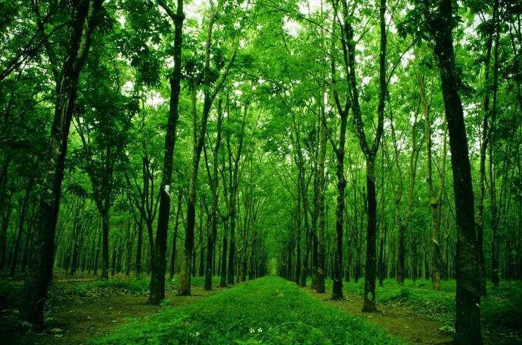 Tài nguyên rừng