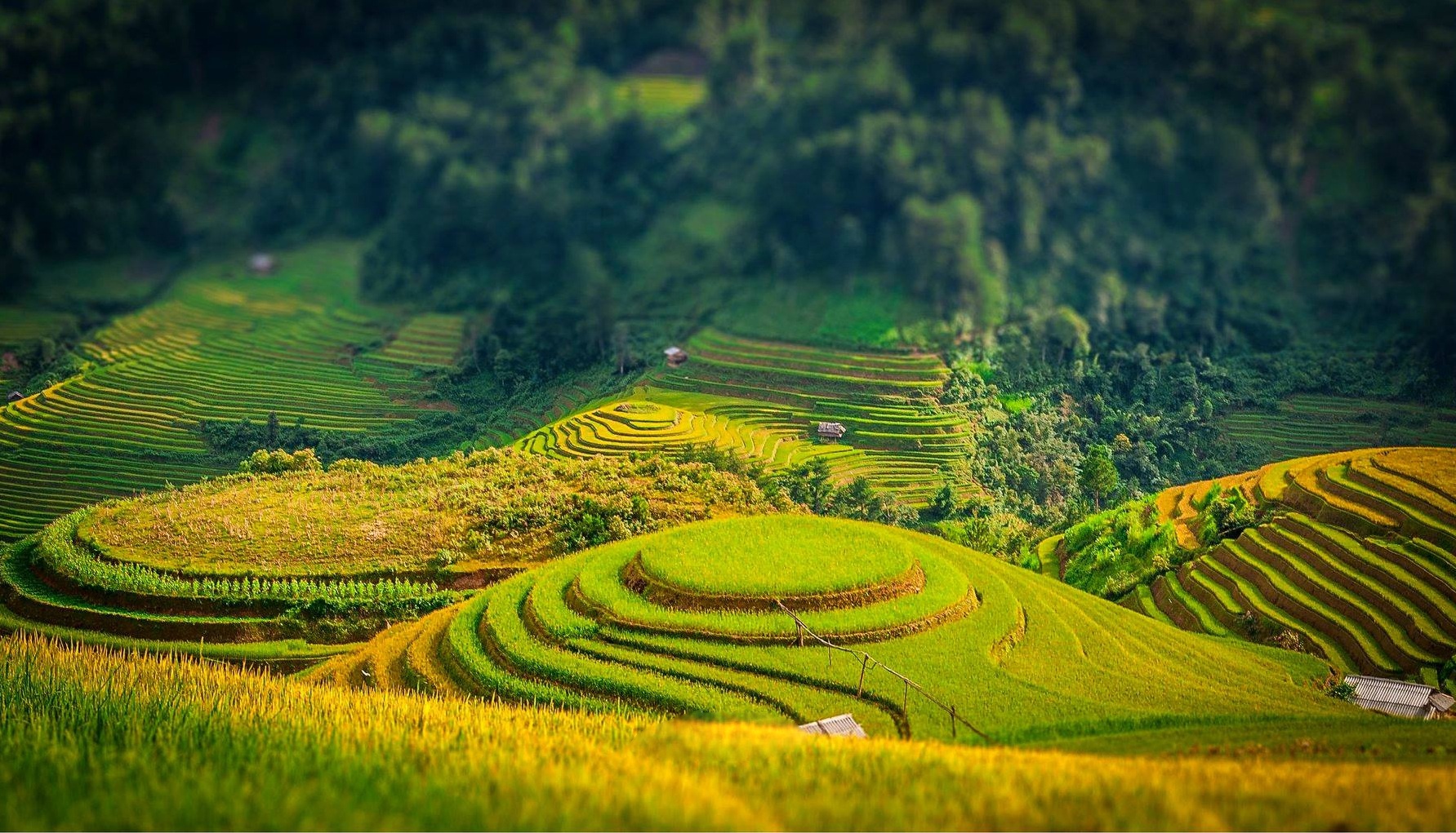 Cánh đồng lúa