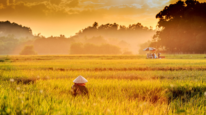 Hình ảnh ánh nắng và cánh đồng