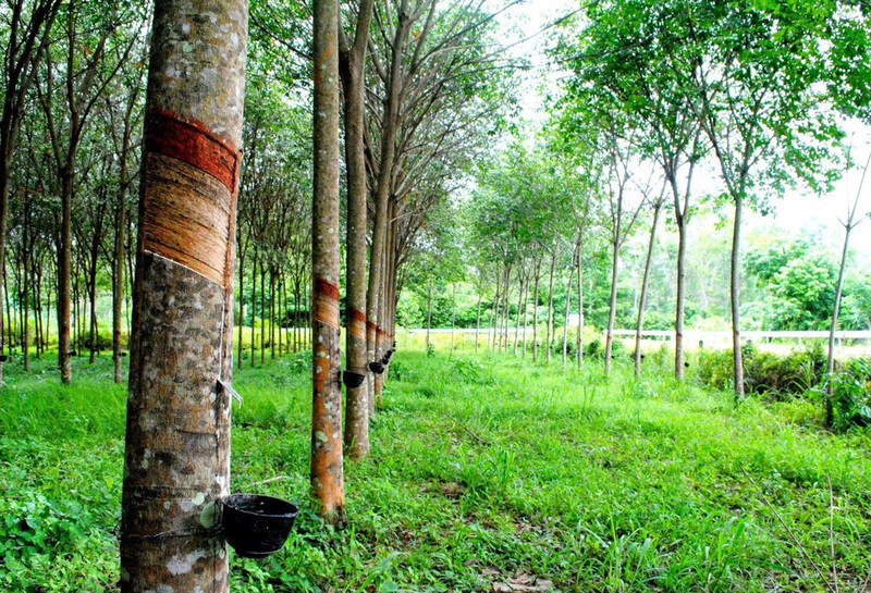 Hình ảnh cây cao su thiên nhiên