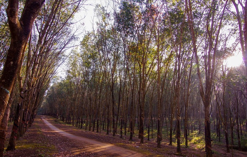Hình ảnh cây cao su thiên nhiên