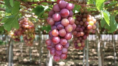 Hình ảnh đặc sản Ninh Thuận