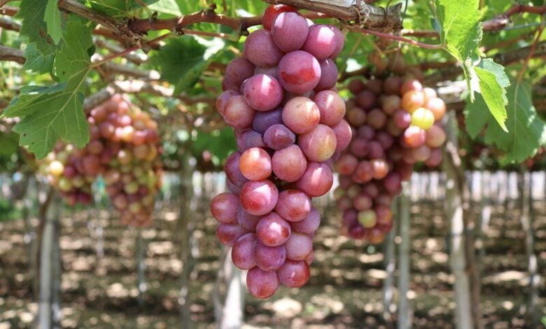 Hình ảnh đặc sản Ninh Thuận