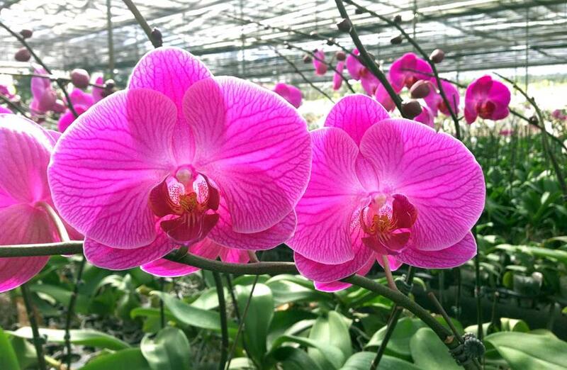 Hình ảnh hoa lan hồng
