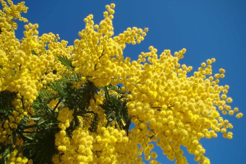 Hình ảnh hoa mimosa