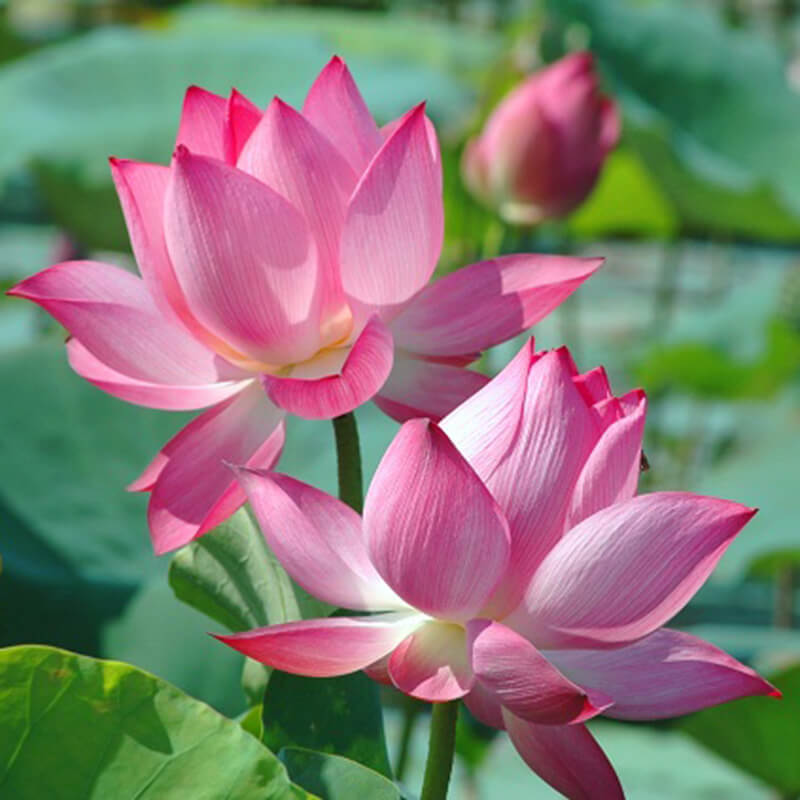 Hình ảnh hoa sen hồng