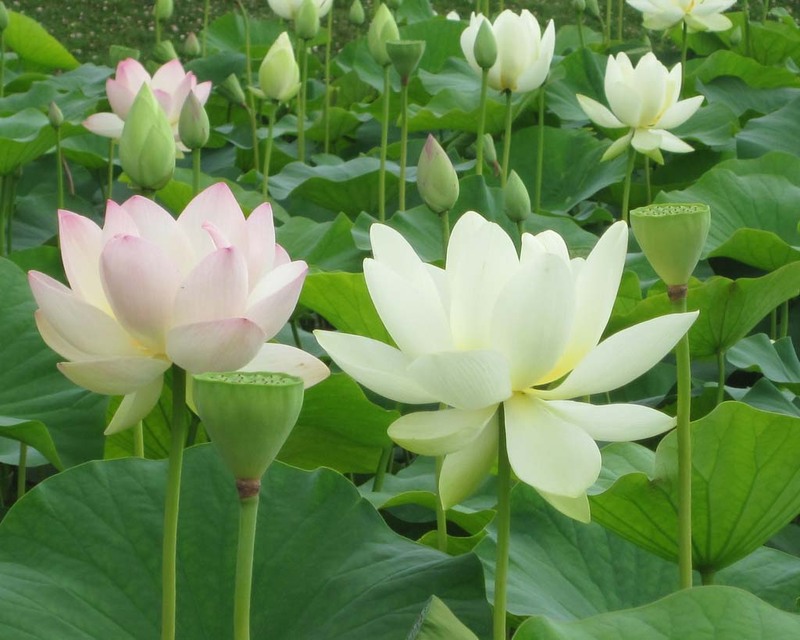 Hình ảnh hoa sen trắng