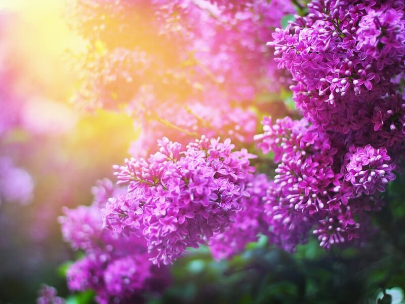 Hình ảnh hoa tử đinh hương
