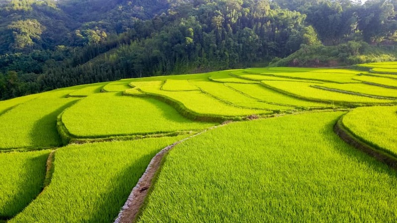 Hình ảnh những cánh đồng lúa 