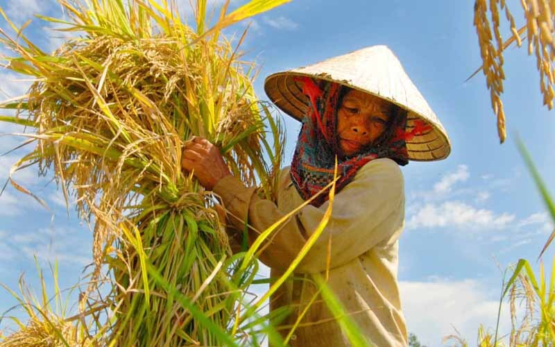 Hình ảnh nông dân tần tảo làm ruộng