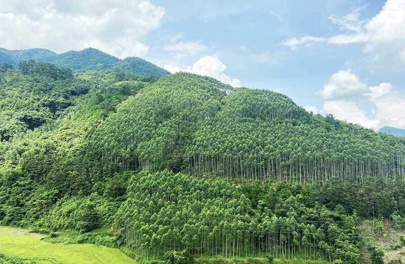Hình ảnh rừng xanh bạt ngàn