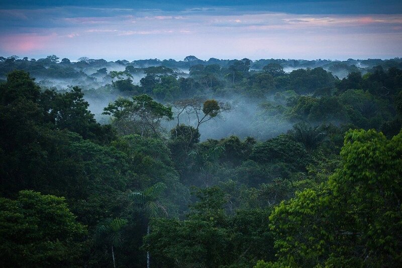Rừng Amazon