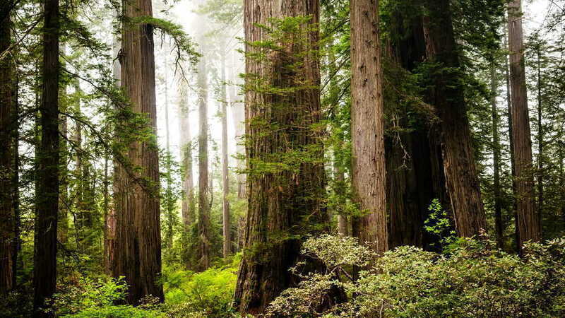 Rừng cây đỏ (Redwood Forest)