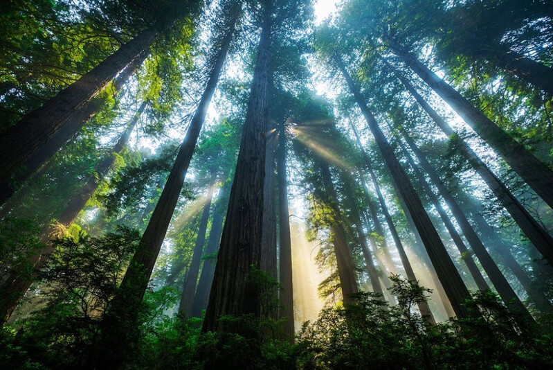 Rừng cây đỏ (Redwood Forest)