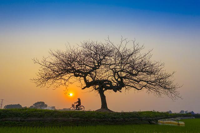 Rừng và Cây Cối
