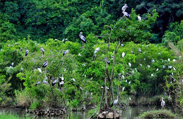Tài nguyên thực vật