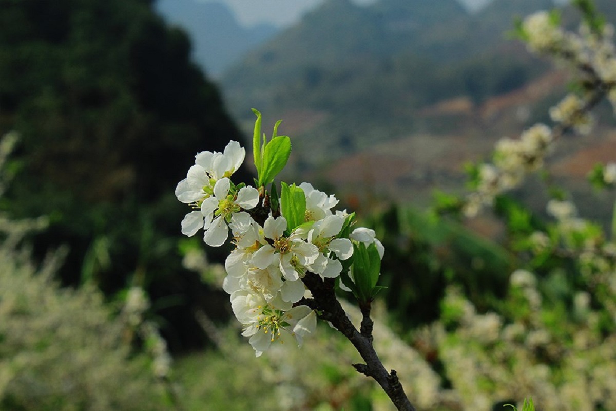 Hoa mận