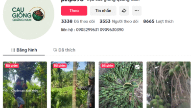 tiktok vựa cau giống Quảng Nam